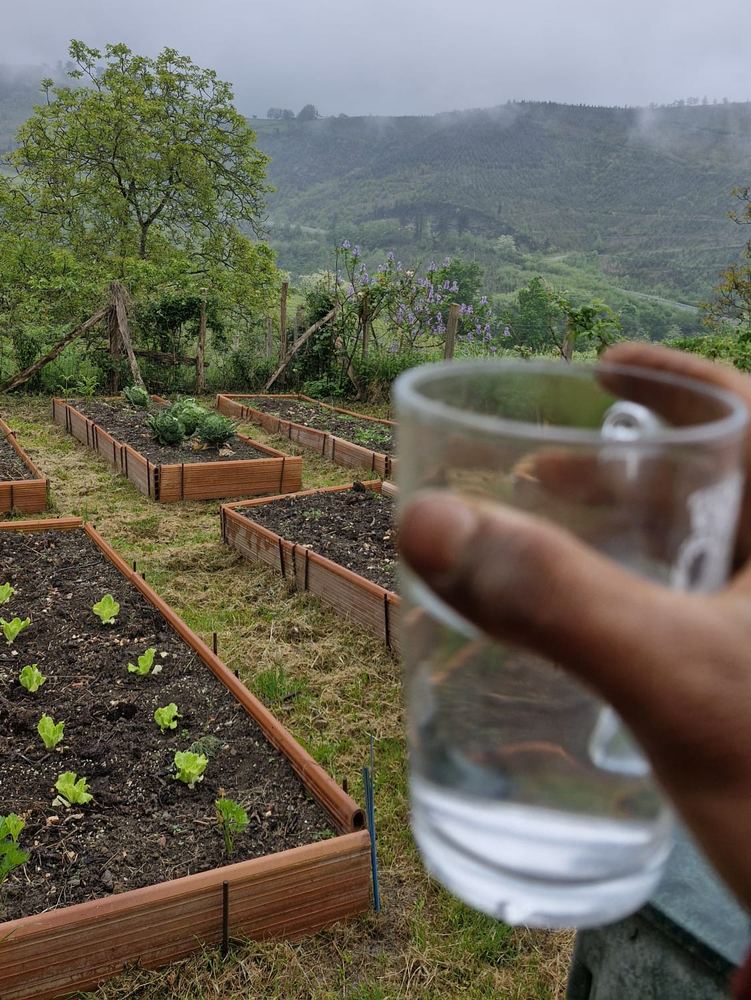 A misty morning over a vegetable garden and green hills, a glass of water held up in the foreground